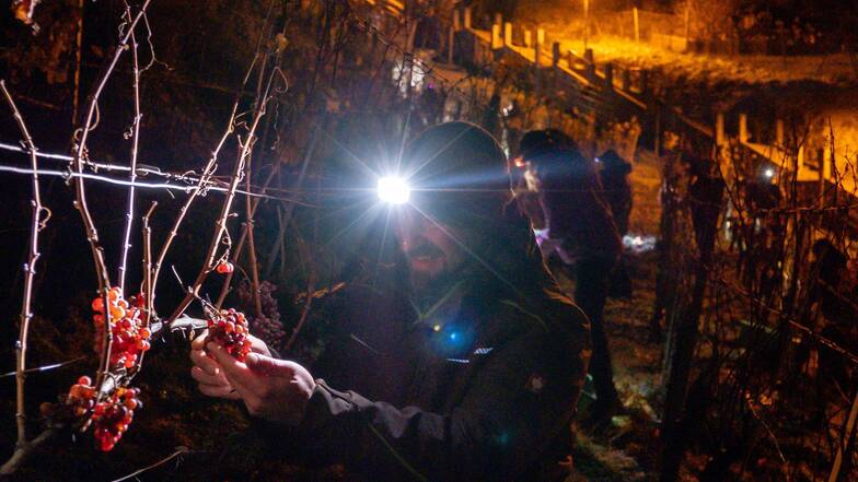 Til Neumeister erntet gefrorene Trauben bei minus sieben Grad