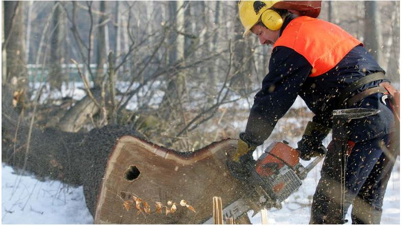 Ein Waldarbeiter in Warnkleidung, Helm und Ohrenschüztern zersägt einen Baum.