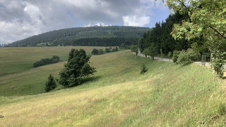 Bild zeigt eine Gebirgswiese in Oberwiesenthal.