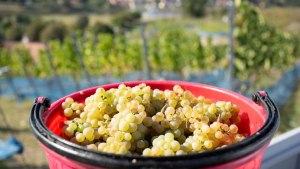 Ein Eimer, gefüllt mit Trauben der Sorte Riesling, steht bei der Weinlese auf dem Weingut Schloss Proschwitz in einem Weinberg.