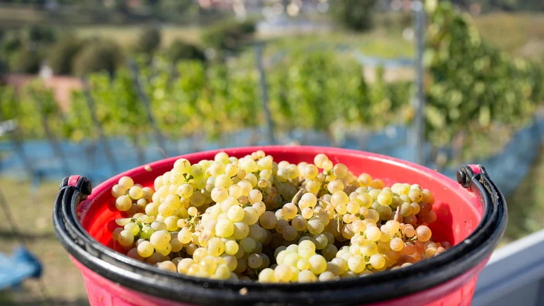 Ein Eimer, gefüllt mit Trauben der Sorte Riesling, steht bei der Weinlese auf dem Weingut Schloss Proschwitz in einem Weinberg.