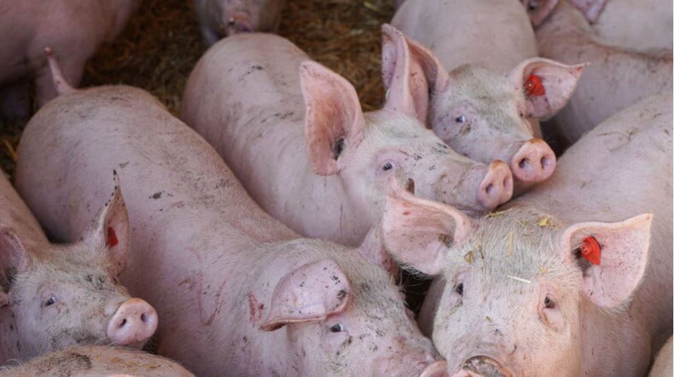 Man sieht Schweine im Stall
