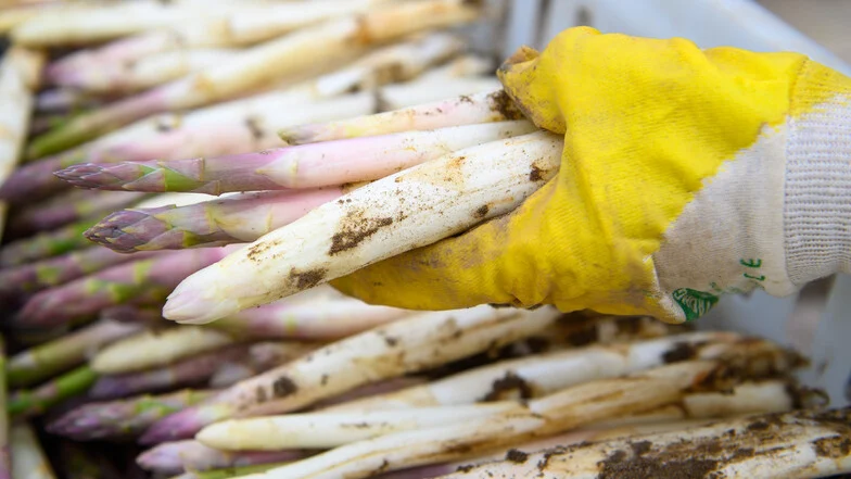 Man sieht Spargel.