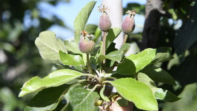 Man sieht eine Apfelblüte.