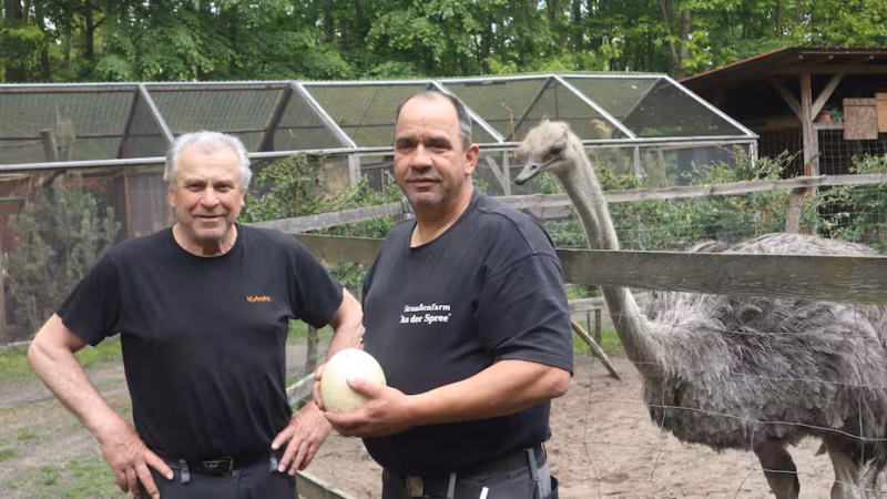 Seit 2005 besteht die Lohsaer Strau&szlig;enfarm. Sie lebt durch das Engagement der gesamten Familie. Zu ihr geh&ouml;ren Inhaber Enrico Gabel (r.) und Vater Wilfried Gabel.
Quelle: Andreas Kirschke