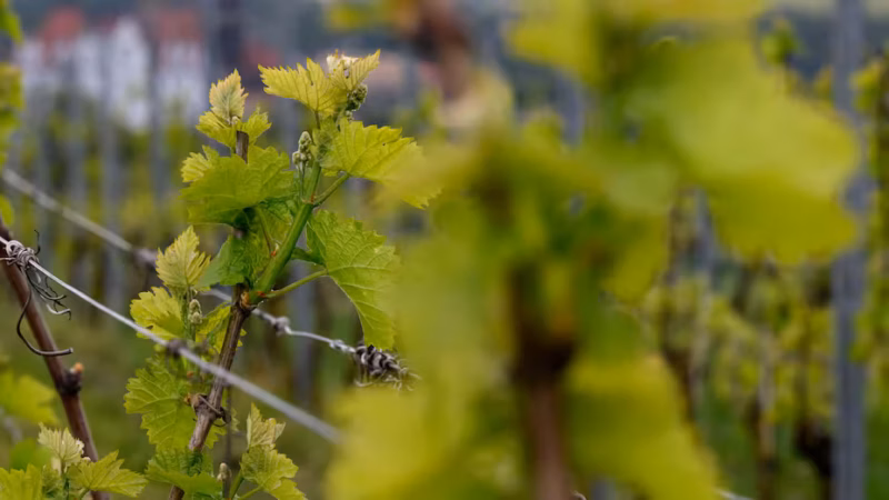 Der Weinanbau in Sachsen w&auml;chst.
Quelle: Hendrik Schmidt/dpa