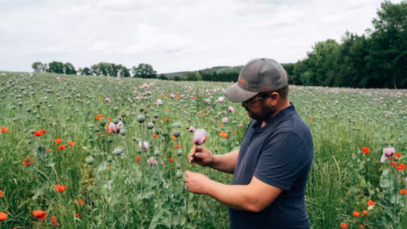 Georg Stiegler hat sich als Landwirt seine Nischen gesucht. So ist er in Sachsen der gr&ouml;&szlig;te Produzent von Backmohn, der in diesen Tagen gerade verbl&uuml;ht. Mit seinem Betrieb k&auml;mpft Stiegler ums &Uuml;berleben &ndash; die Kappung von EU-Zahlungen wird seine Lage zus&auml;tzlich versch&auml;rfen.
Quelle: Niclas Tiedemann